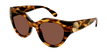 002 havana havana brown