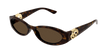 002 havana havana brown