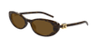 004 havana havana brown