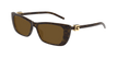 004 havana havana brown