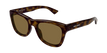 003 havana havana brown