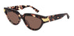 002 havana havana brown